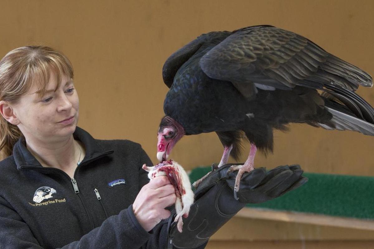 Erin Katzner, director of community engagement at the World Center for Birds of Prey in Boise, feeds Lucy the turkey vulture in this 2017 file photo. The Center has largely been closed since March of 2020 to protect staff, volunteers and the birds they care for from COVID-19.