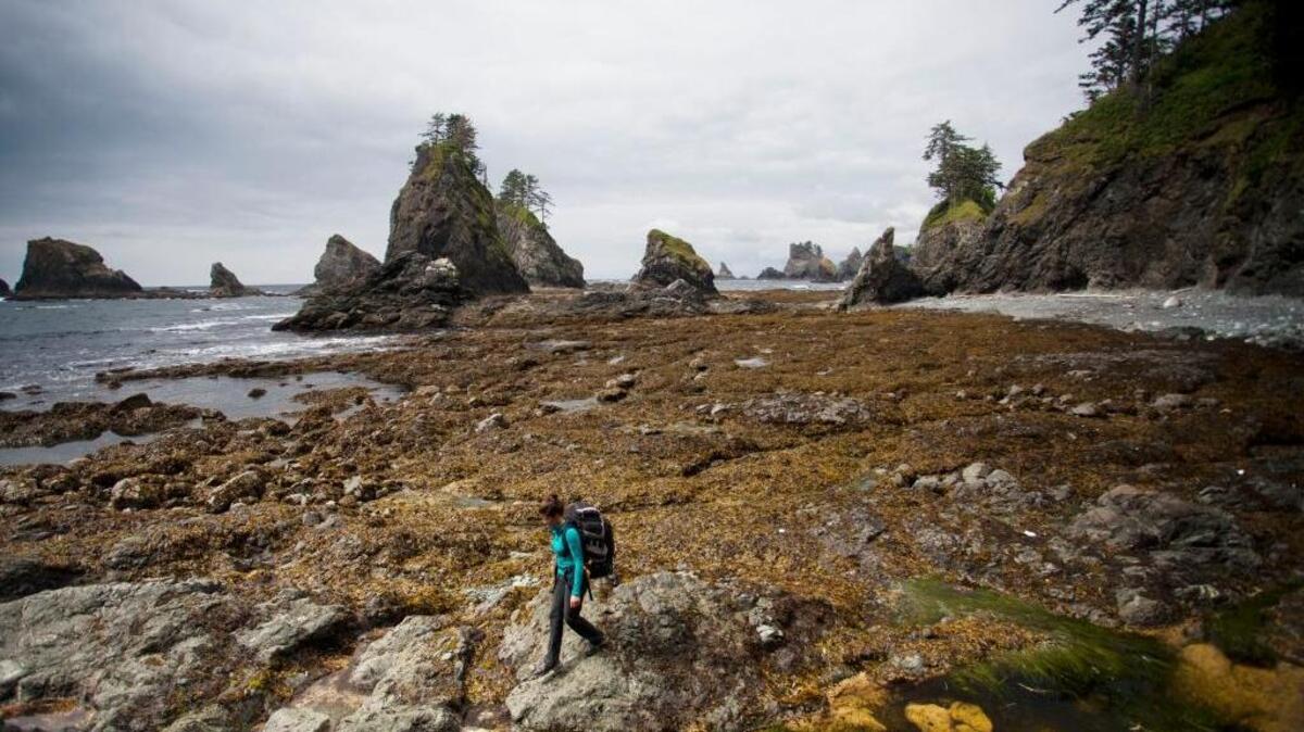 The Olympic National Park coast, spiked with boulders, is the longest stretch of undeveloped coastline in the country outside Alaska.