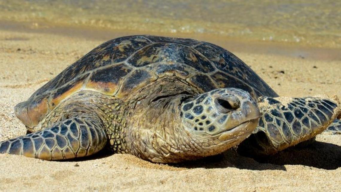 Pacific sea turtles likely to go extinct under Trump administration policy, lawsuit argues