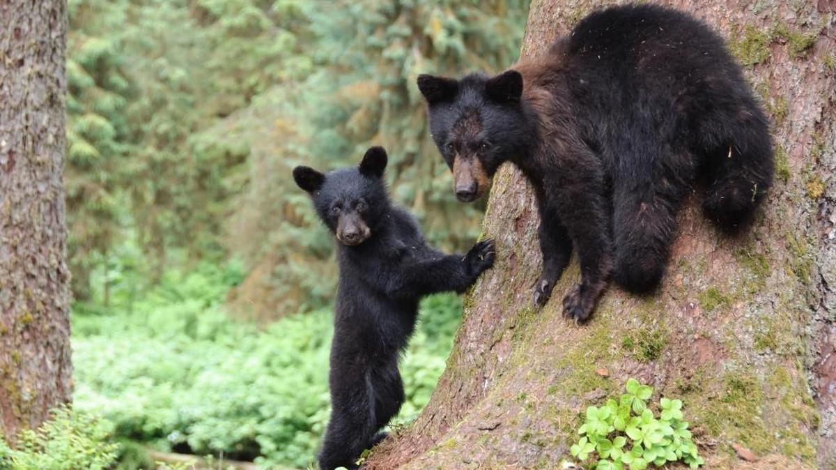Black bears, which are far more abundant in Alaska than their brown-bear cousins, occasionally can be observed close to the road.