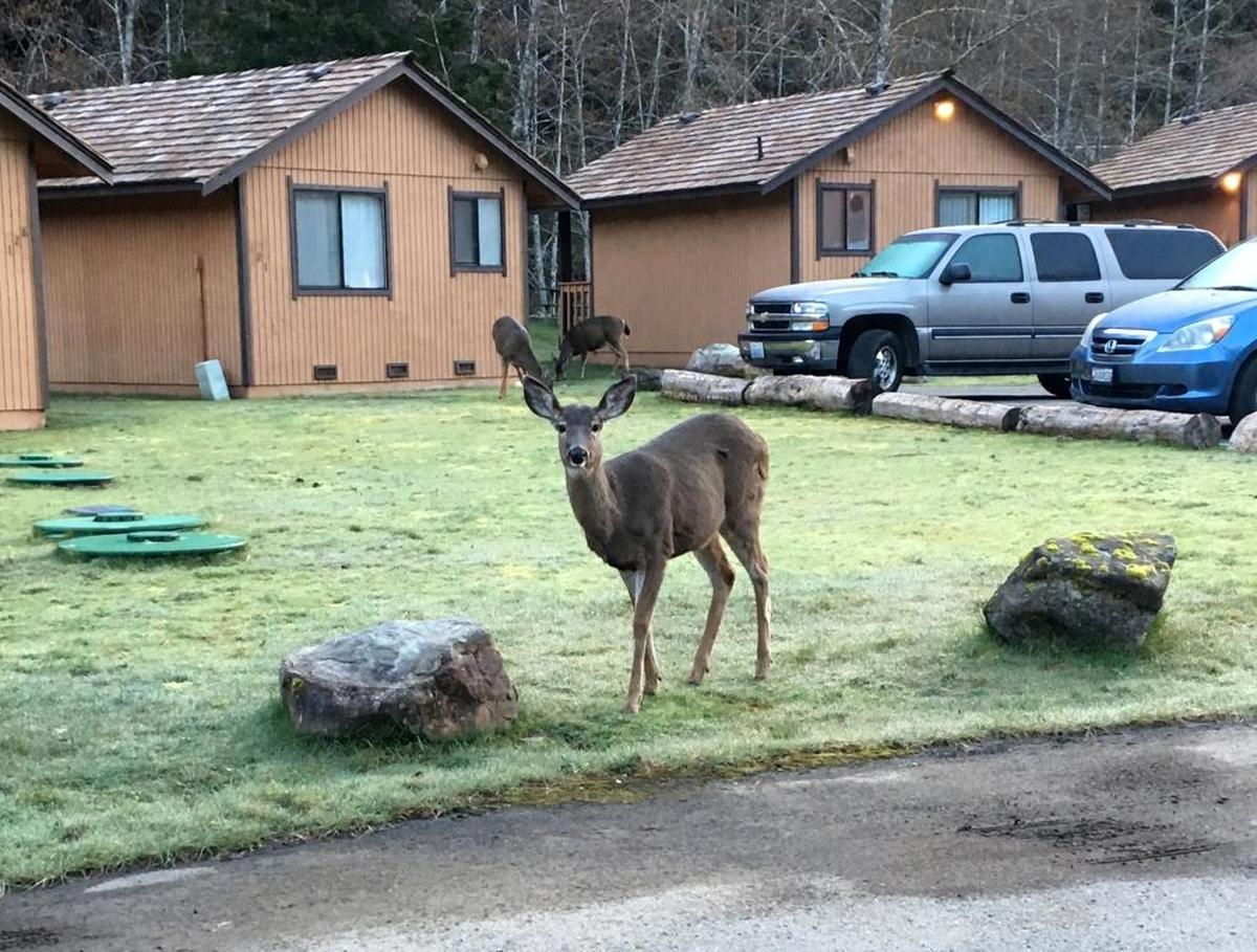 A deer — and friends — frolic at Sol Duc Hot Springs Resort.