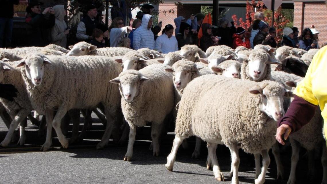 It’s time for the Trailing of the Sheep Festival in Sun Valley