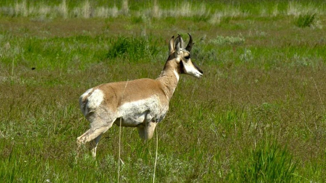 Train crashes into pronghorn in Idaho — and it’s not the first time a herd was hit