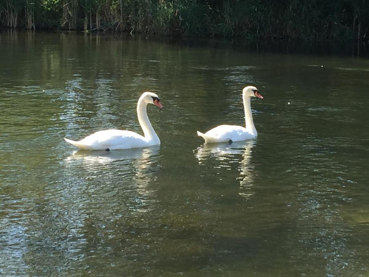 Swans hang out along the Bethine Church Nature Trail.