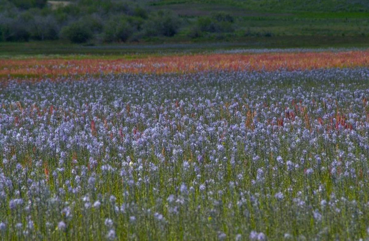 When blue camas spreads out across a meadow on the Camas Prairie, northeast of Mountain Home, and blends with the reds, greens and yellows of other plants, it’s like an impressionistic painting.