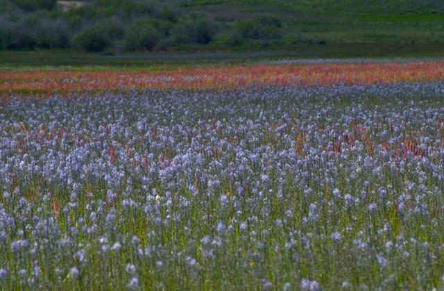 When blue camas spreads out across a meadow on the Camas Prairie, northeast of Mountain Home, and blends with the reds, greens and yellows of other plants, it’s like an impressionistic painting.