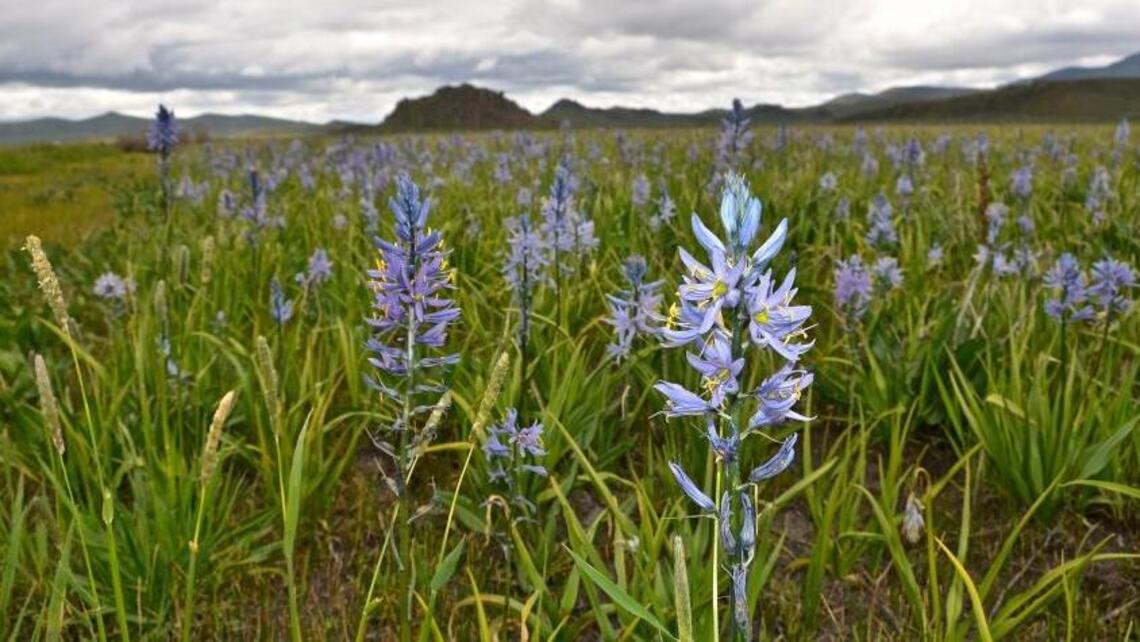 These tasty edible plants need wildfires to thrive. Why do they appear in burn areas?