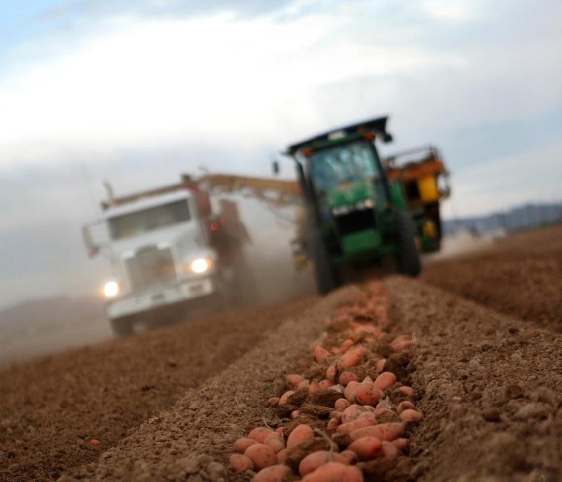 Red potatoes are among the varieties distributed by Potandon Produce of Idaho Falls. The company markets these potatoes under the Klondike Rose name.