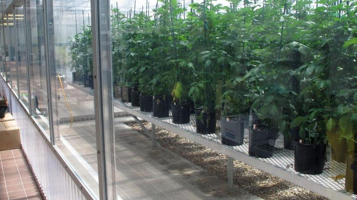 The J.R. Simplot Co., which grows potatoes inside a greenhouse in southwestern Idaho, received permission this month to sell to sell genetically engineered potatoes in Canada. The potatoes resist browning and are designed to produce lower levels of a natural but potentially cancer-causing acrylamide when fried.