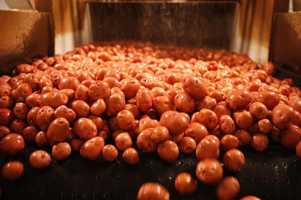 Klondike Rose small potatoes ride a conveyor belt after washing in a packing shed operated by Potandon Produce.