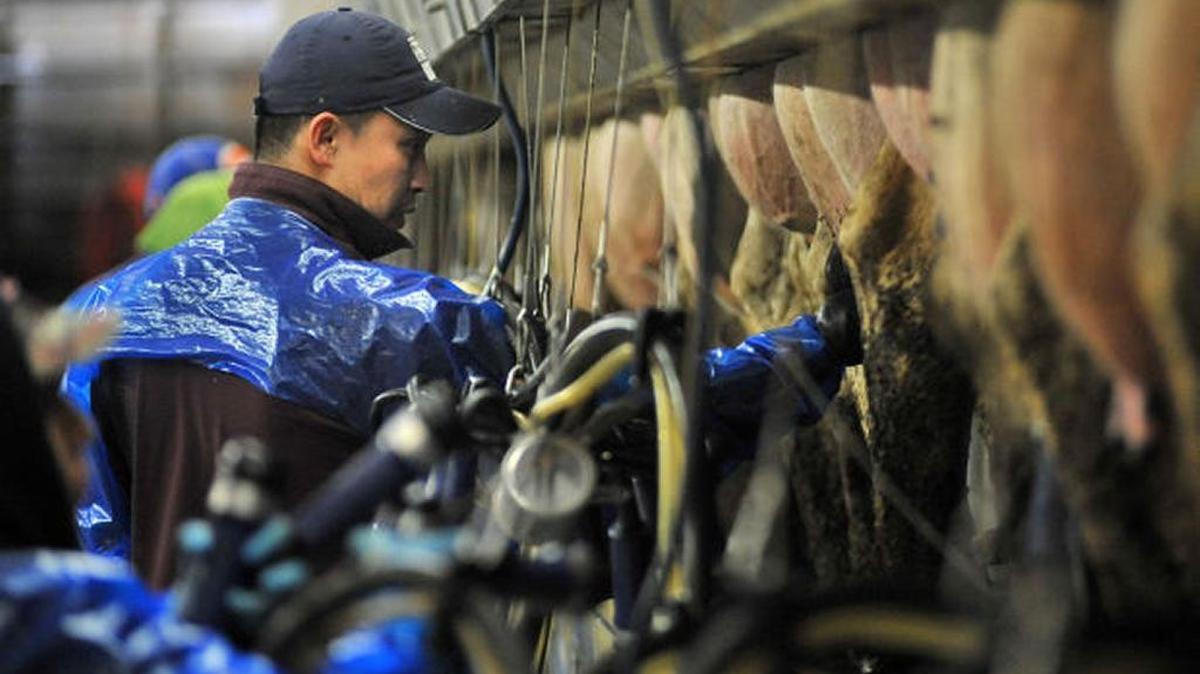 West Point Farms employees work in a milking parlor in this 2014 photo.