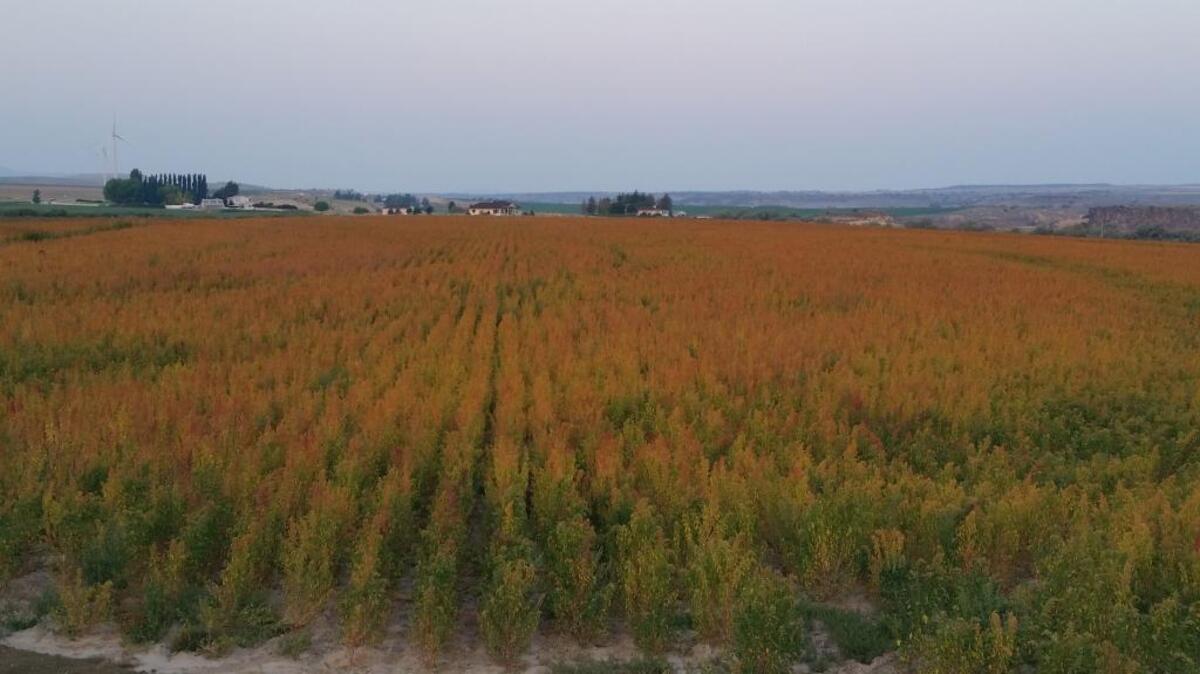 Quinoa growing on Jeremiah Clark’s farm.