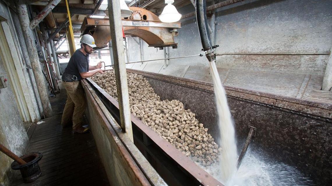 A worker at Nampa’s Amalgamated Sugar plant monitors a water-borne flume of beets freshly delivered by train in 2014.