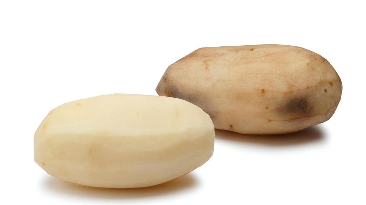 Genetically modified potatoes that won’t bruise are a step closer to public consumption as early as this fall, now that Simplot Co. has received final government approval to grow and sell them.