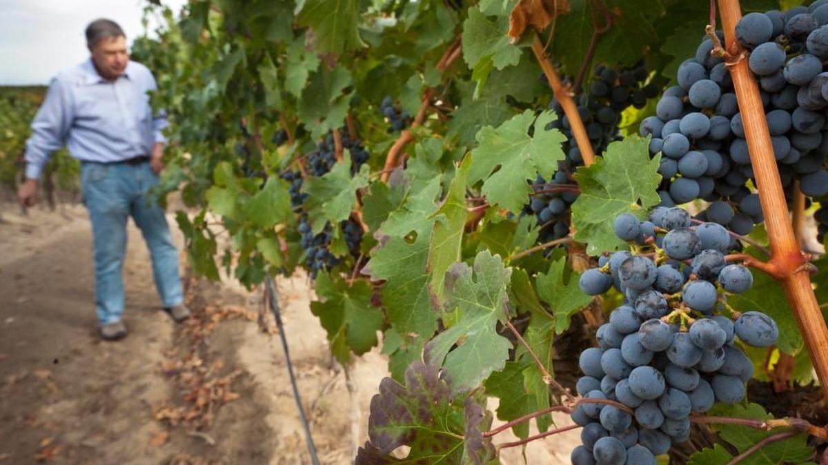 Ron Bitner looks over a crop of Cabernet grapes Bitner Vineyards vineyard near Marsing in this 2011 photo. Bitner’s vineyard falls in the Snake River AmericanViticulture Area, established in 2007.