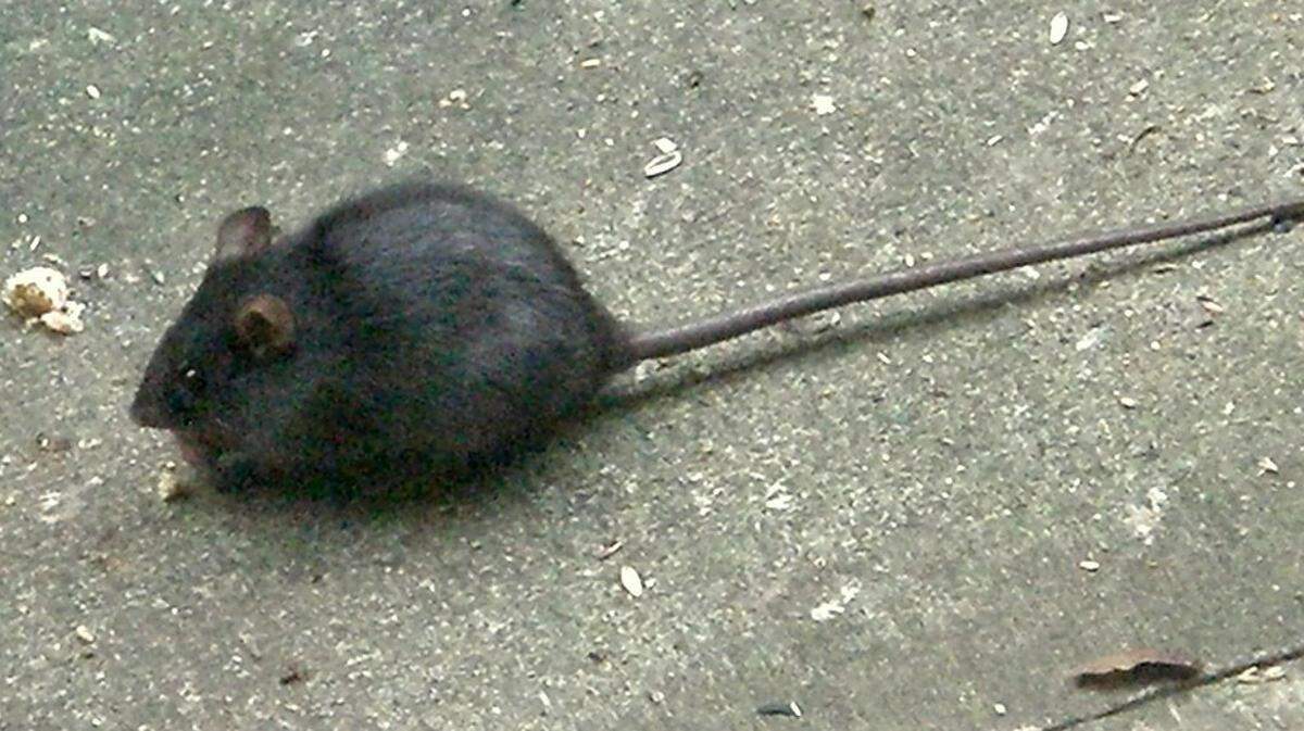 Roof rats are smaller and blacker than Norway rats and have tails longer than their bodies. They’ve also been spotted in the Treasure Valley.