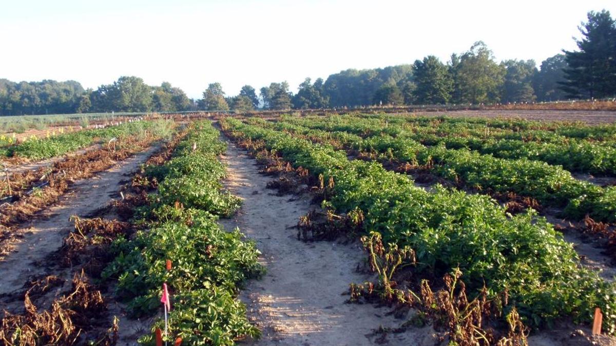 On the left of each row: wilted conventional potato plants without resistance to the pathogen that caused the Irish potato famine. Next to them are surviving rows of J.R. Simplot Co.'s genetically engineered potato plants that resist the disease. This 2013 photo was taken at Michigan State University and supplied by J.R. Simplot Co.