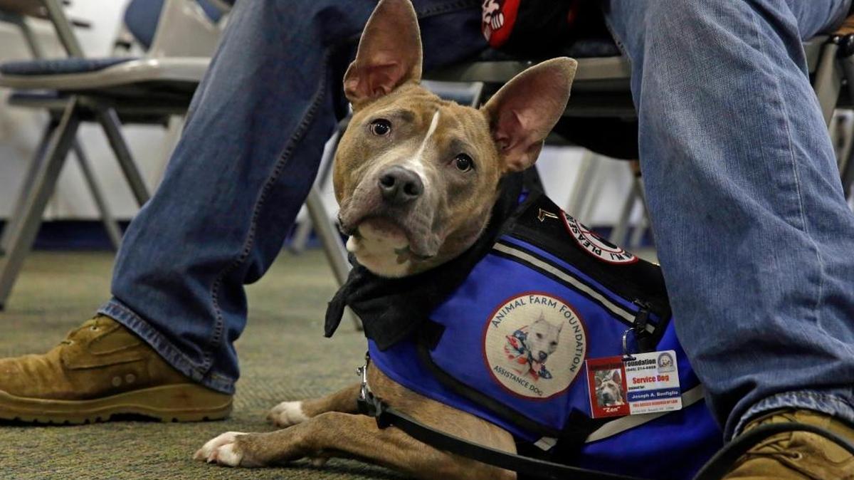 A lawyer and expert on assistance animals will speak Tuesday, May 10, to the Idaho Rental Owners and Managers. This pit bull is the assistance dog of an ex-Marine with post-traumatic stress disorder.