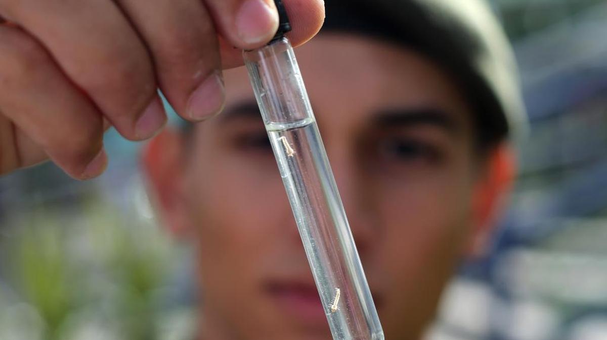 A Brazilian Army soldier shows Aedes aegypti larvae found in the school where Brazil’s Minister of Health Marcelo Castro launched a national day of awareness Friday to eradicate the Aedes aegypti mosquito, which transmits the Zika virus. Brazil has signed an agreement with a Texas research hospital to develop a vaccine.