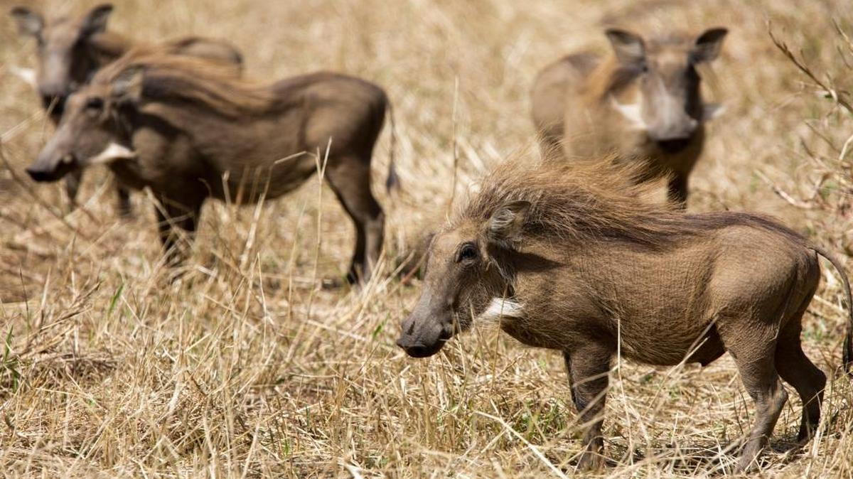 Warthogs, shown in Gorongosa National Park, will be part of the new Gorongosa exhibit at Zoo Boise. They are common in the park, and usually run away, tails straight up.