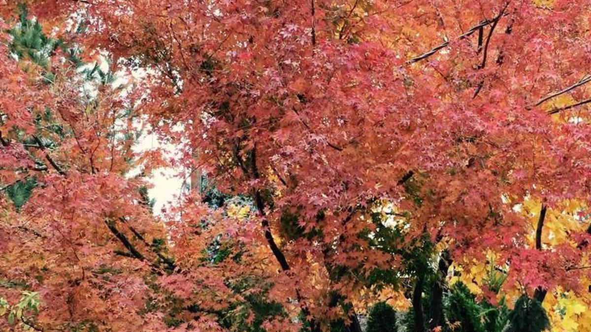 Trees support one another, as people in organizations should, Nancy Napier writes. An Autumn Blaze maple in Napier’s yard.