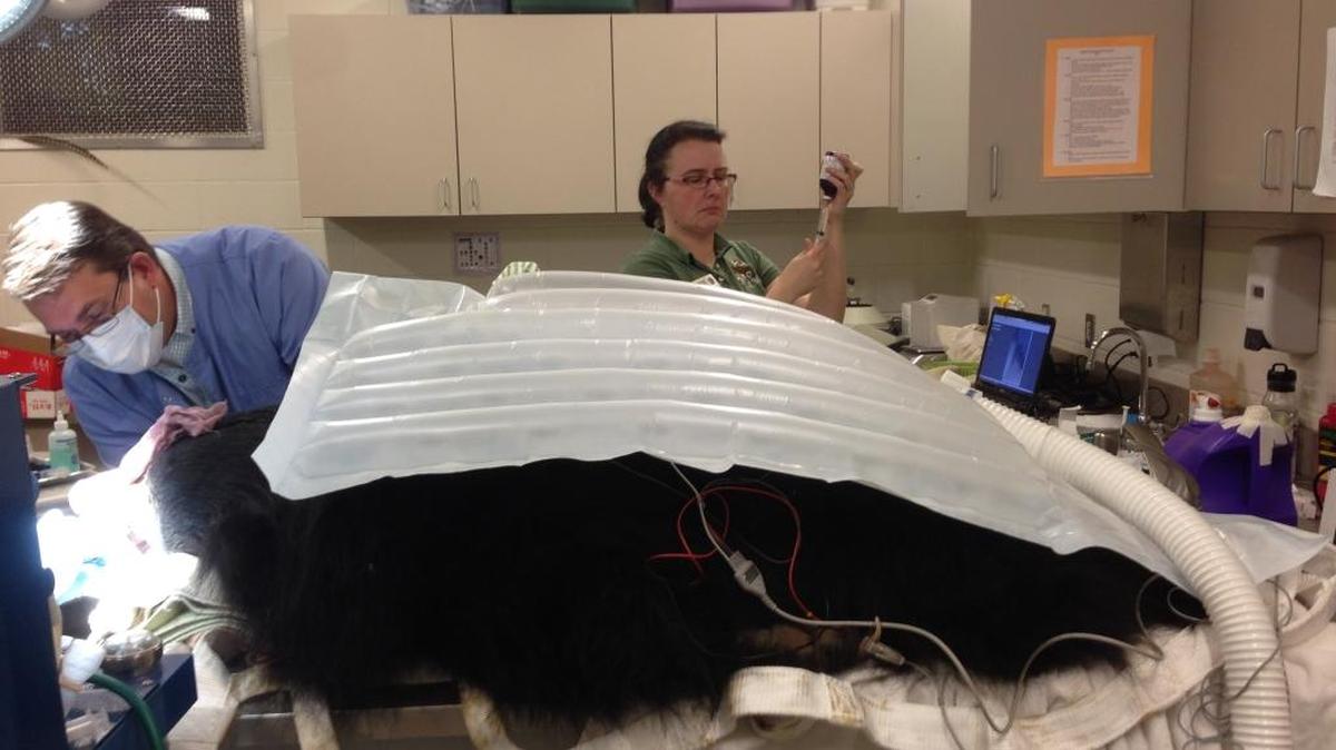 Zoo Boise’s veterinary-medicine team gives a root canal to Paji, a female sloth bear, in December 2015.