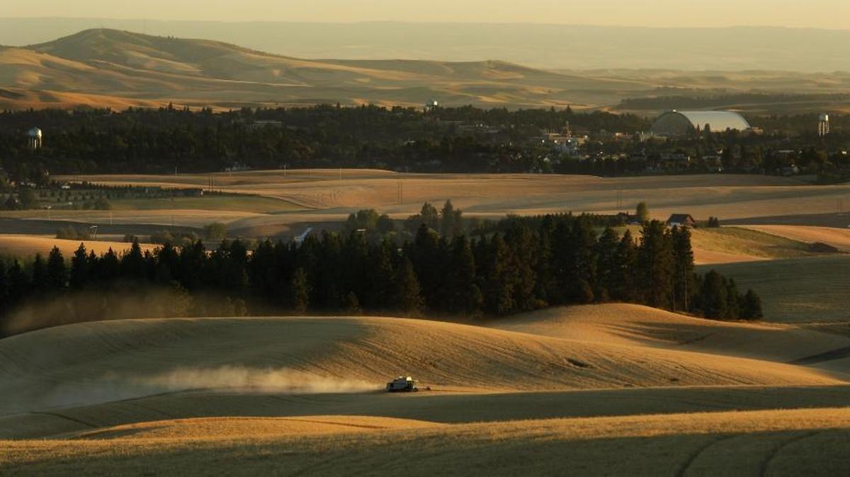 A farmer on the Palouse in north Idaho cuts wheat with his combine near Moscow, in the background. A trade war could hurt Idaho farm exports, Ed Lotterman says.