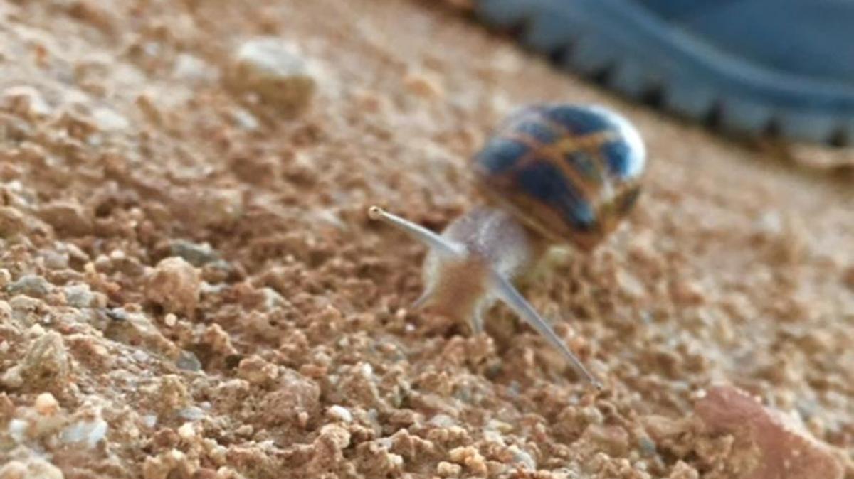 A snail along the Camino de Santiago, the pilgrim walk in northern Spain that honors St. James and attracts nearly 200,000 walkers a year.