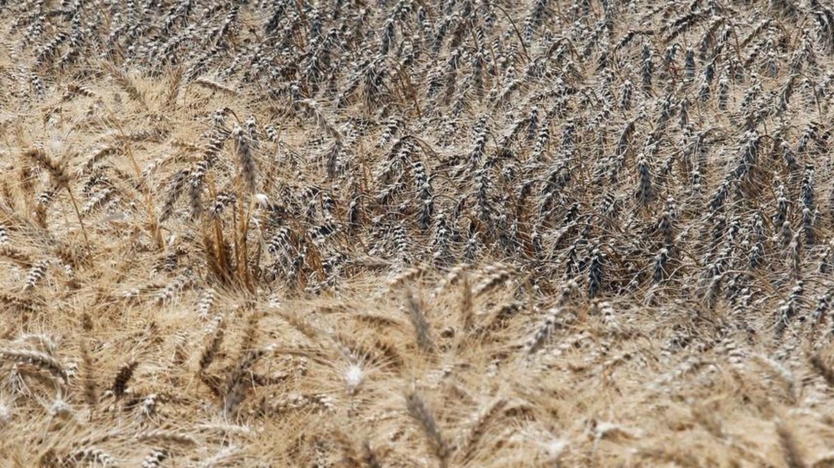 Moldy wheat near Hazelton in south-central Idaho in August 2014 after hail storms and several days of rain damaged crops. Wheat subsidies to more than 23,000 Idaho recipients totaled more than $1.1 billion from 1995 to 2012, according to the Environmental Working Group.
