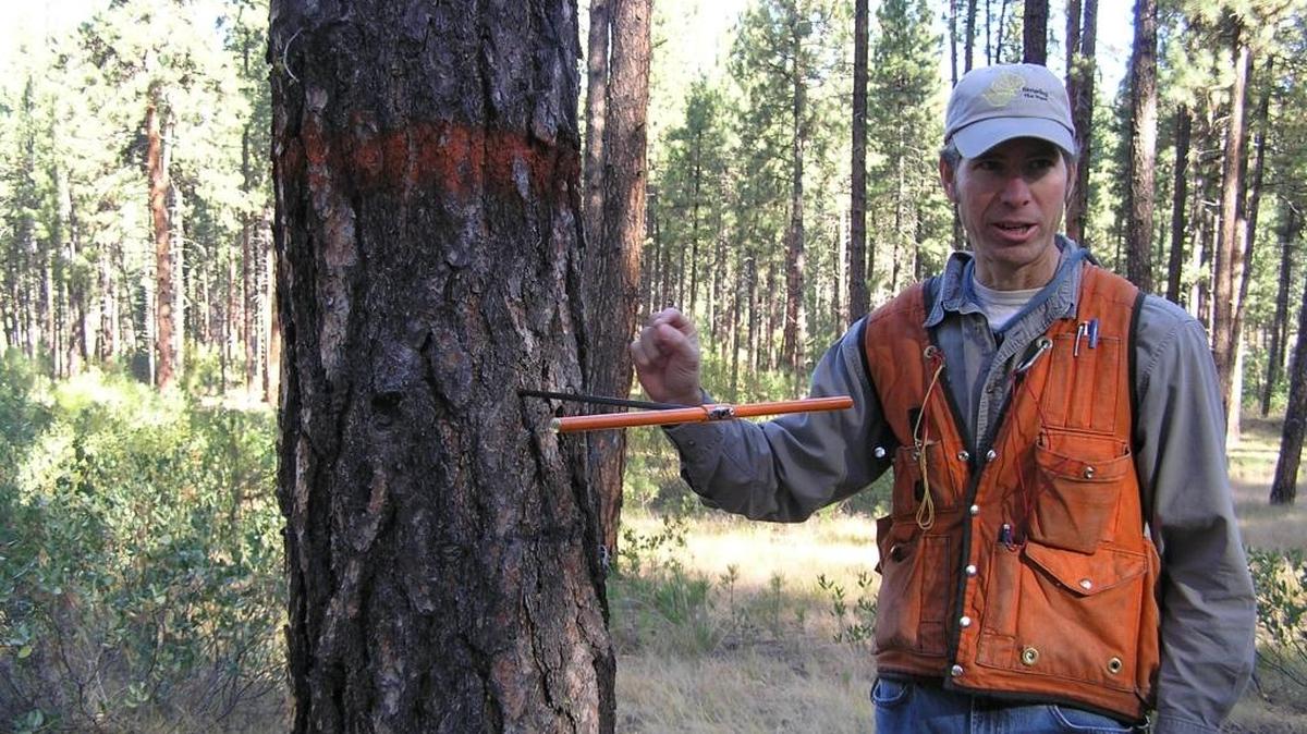 A forester bores into a tree to determine its age, health and history of water-related stress.