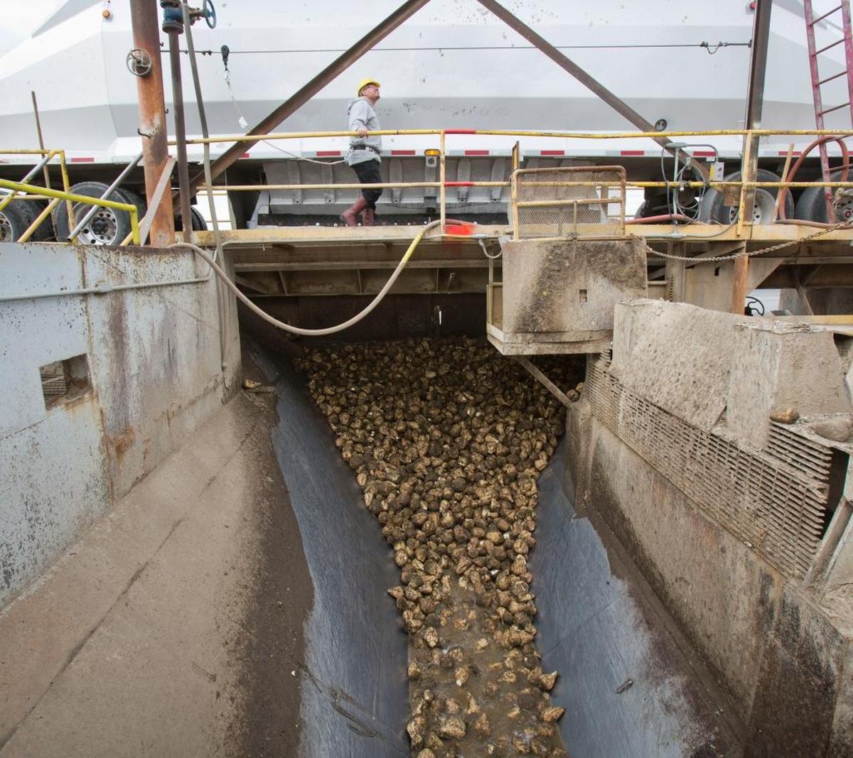 A beet flume at Amalgamated Sugar Co.’s Nampa plant.
