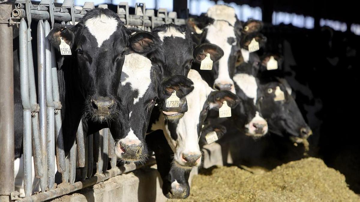 After enjoying record-high profits in 2014, dairy profits fell 30 percent in 2015 and will likely fall again this year. Some Idaho economists predicted a poor year for agriculture would drive the overall economy into recession, but the a new report found better-than-expected growth in the state economy.