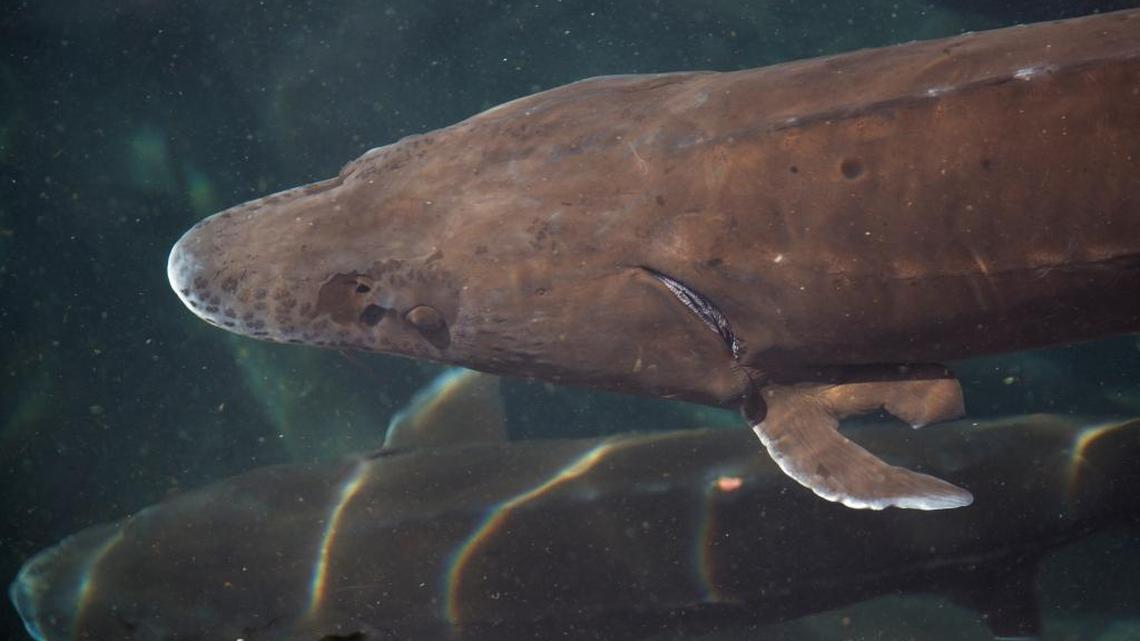 A sturgeon swims in one of the sturgeon ponds at Fish Breeders of Idaho in Hagerman. Sturgeon is a growing part of Idaho’s fish-farming industry. After 10 years, a female sturgeon can produce a half million eggs — 17 pounds — for caviar.