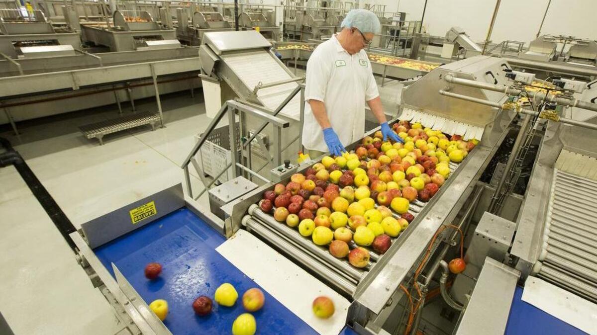 Bill Hurlbert, an apple dumper at Materne in Nampa, examines the apples as they enter the production lines for GoGo Squeez applesauce in 2015.