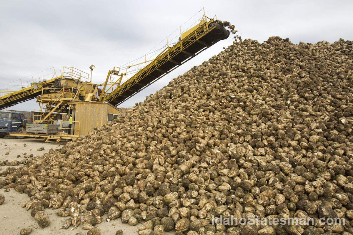 sugar beet, harvest, sugar processing, sugar