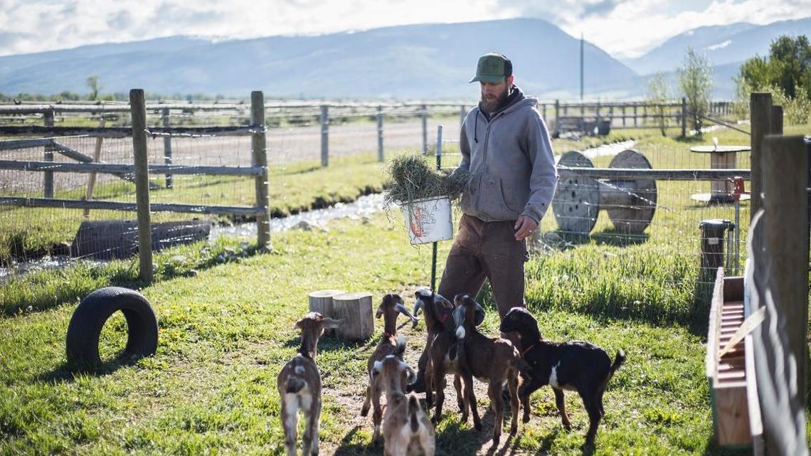 Kids rush to greet Nate Ray as he delivers their morning meal at his farm in Victor. The young goats are given a month with their mothers before being separated. After three months of being bottle fed, they transition to a diet of hay.