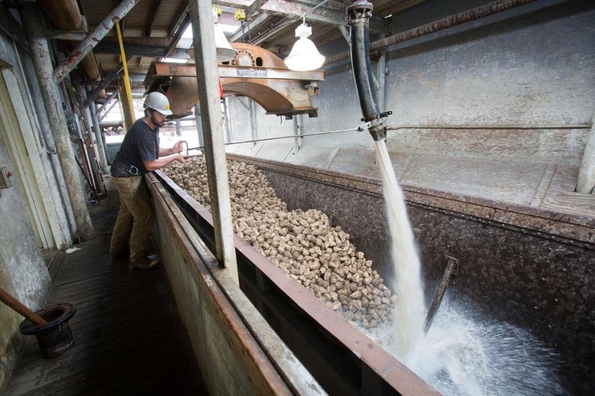 An employee oversees sugar beets unloading from a rail car on a flume in the Nampa plant. Machinery shakes rail cars like this one as workers spray the beets to coerce them out of open gates and into the flume.