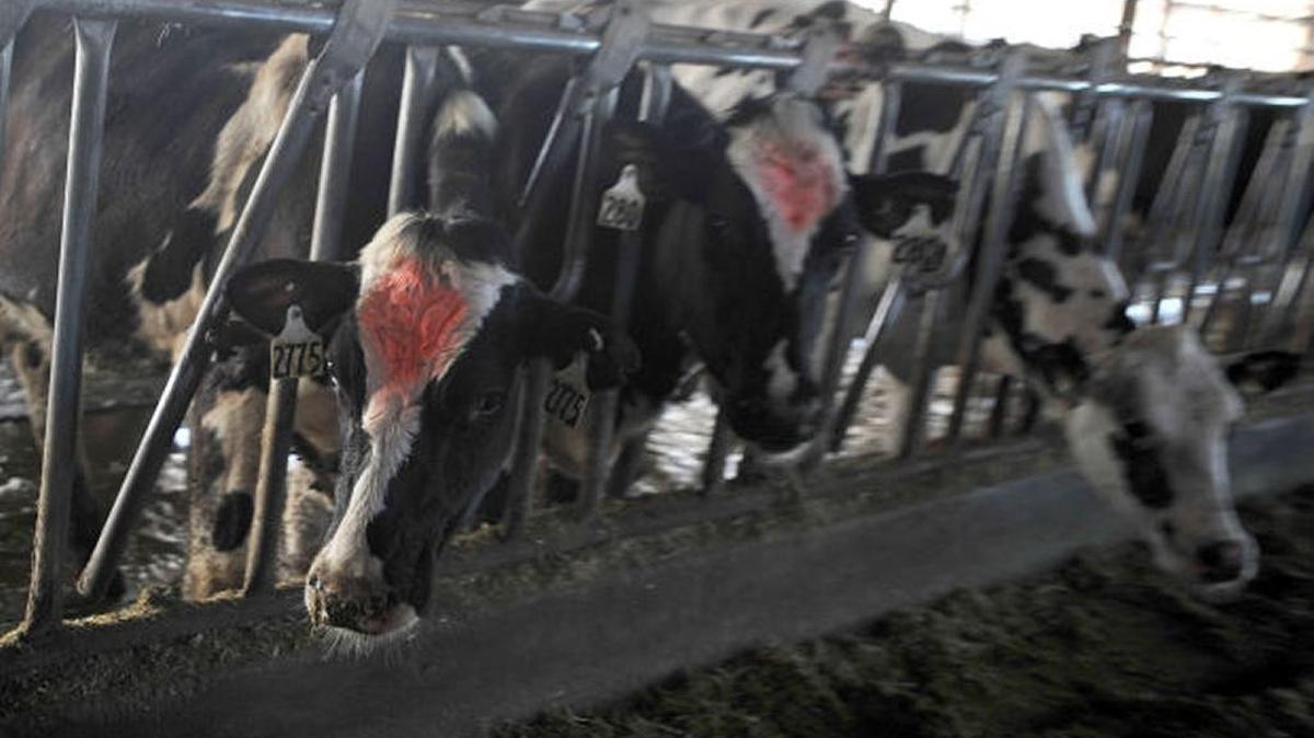 Cows feed in a West Point Farms barn near Wendell in 2014.
