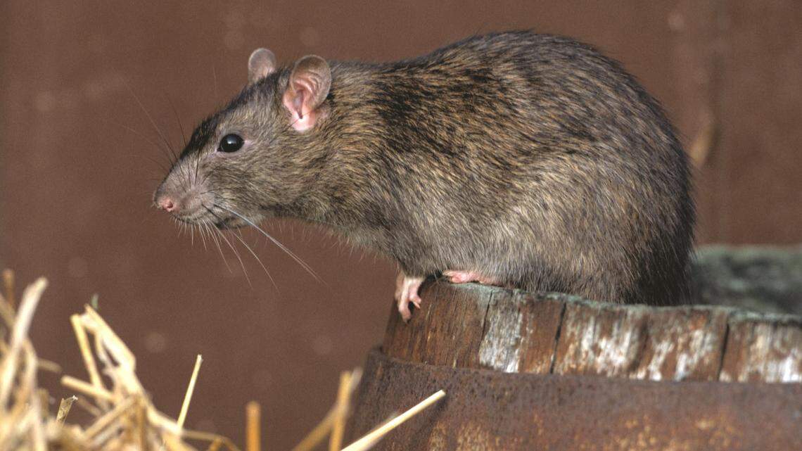 House kills rat control bill. What’s next for the Treasure Valley pest problem?