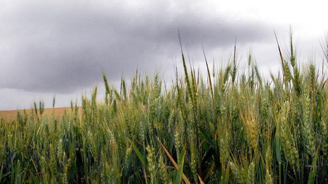 Rain can add a welcomed load of moisture to growing crops in the Northwest, but the explanation for varying amounts of annual rain is still debated.