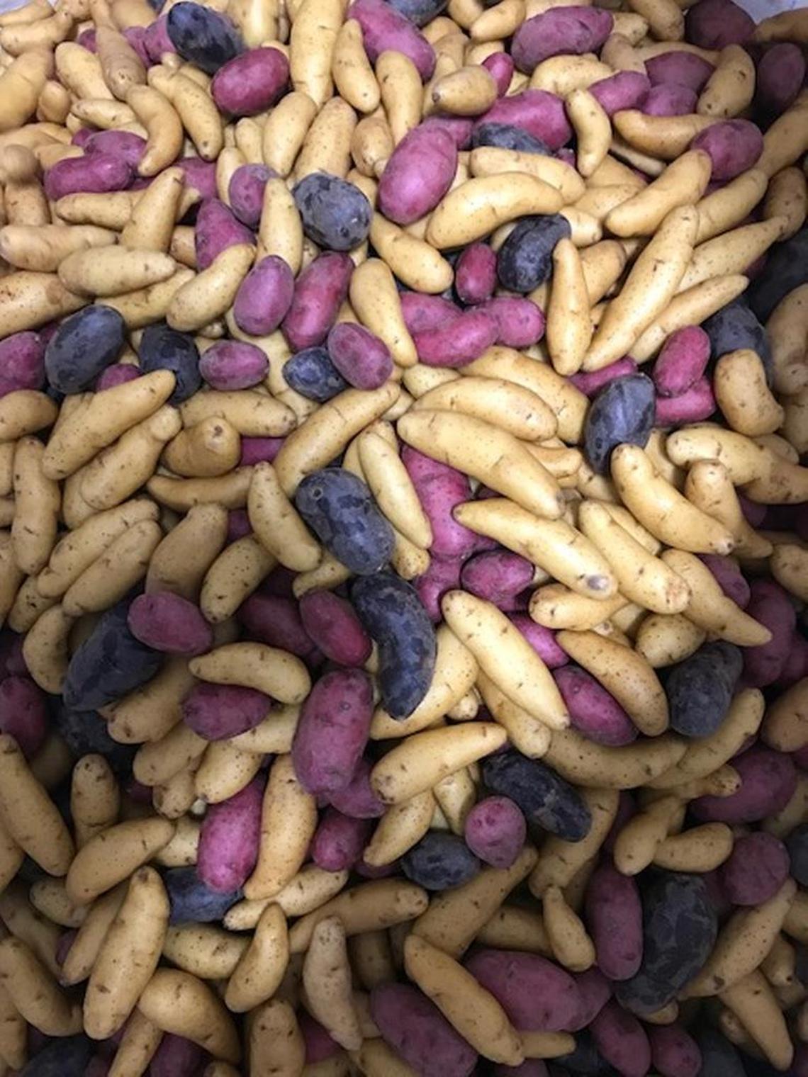 SouthWind Farms grows 750 acres of fingerling potatoes on land in the Heyburn area, east of Twin Falls. The potatoes shown here have colorful names: Russian banana, purple fiesta and red thumb.