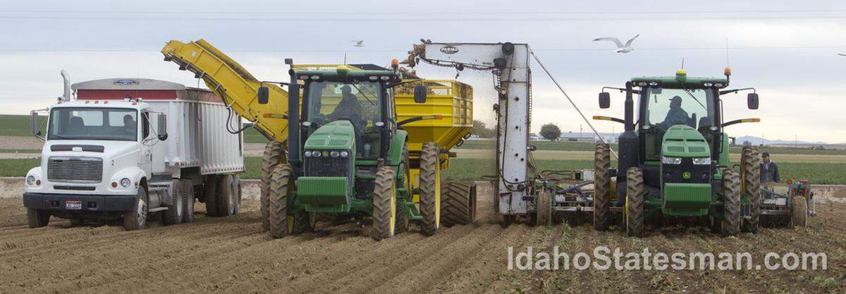 sugar beet, harvest, sugar processing, sugar