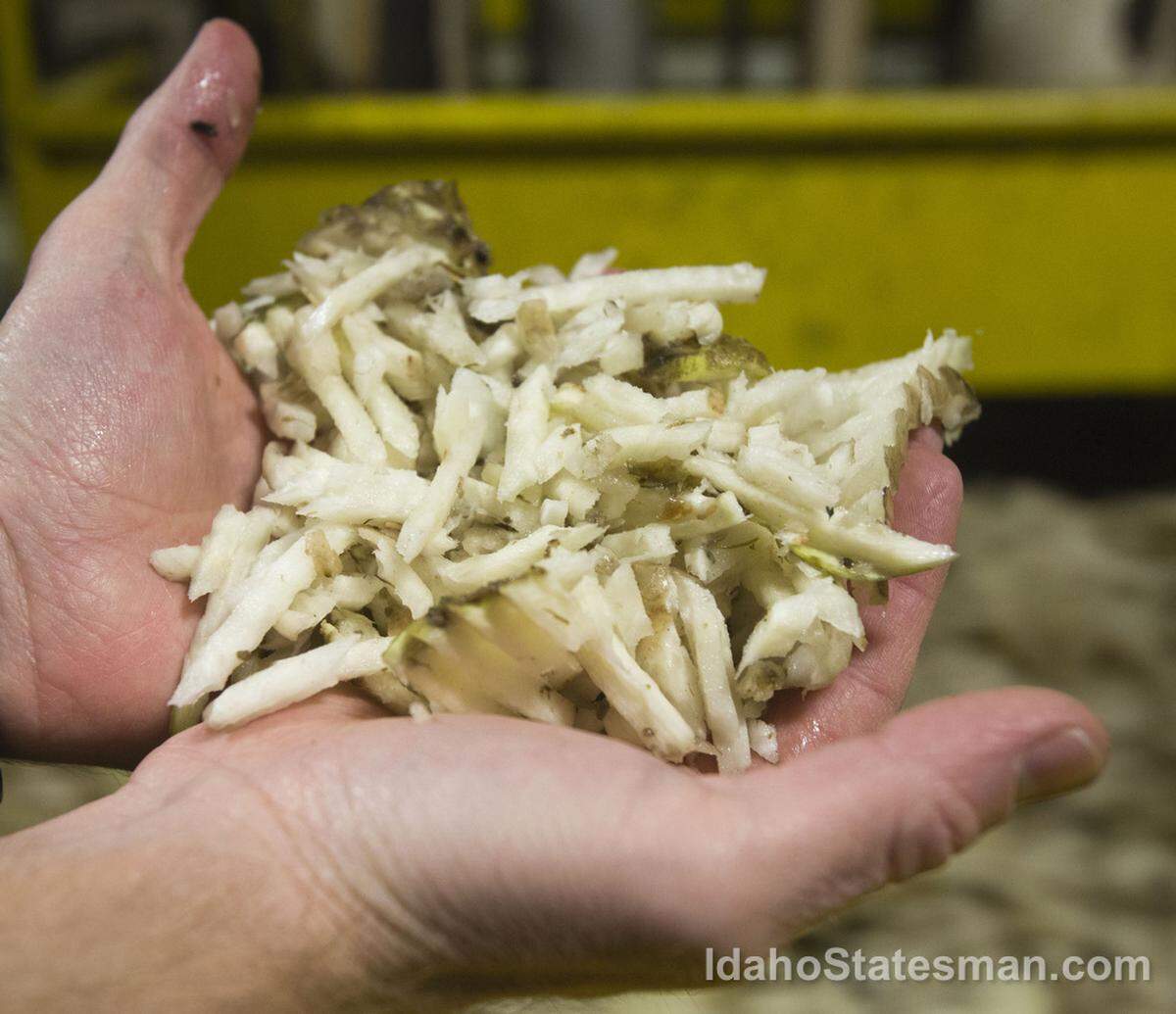 sugar beet, harvest, sugar processing, sugar