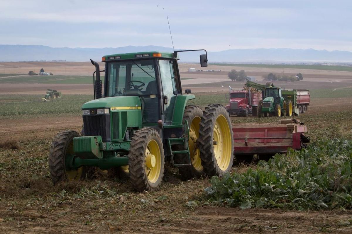 Beet harvesting in Paul Rasgorshek’s fields southwest of Nampa.