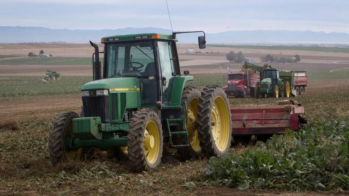 Beet harvesting in Paul Rasgorshek’s fields southwest of Nampa. 
