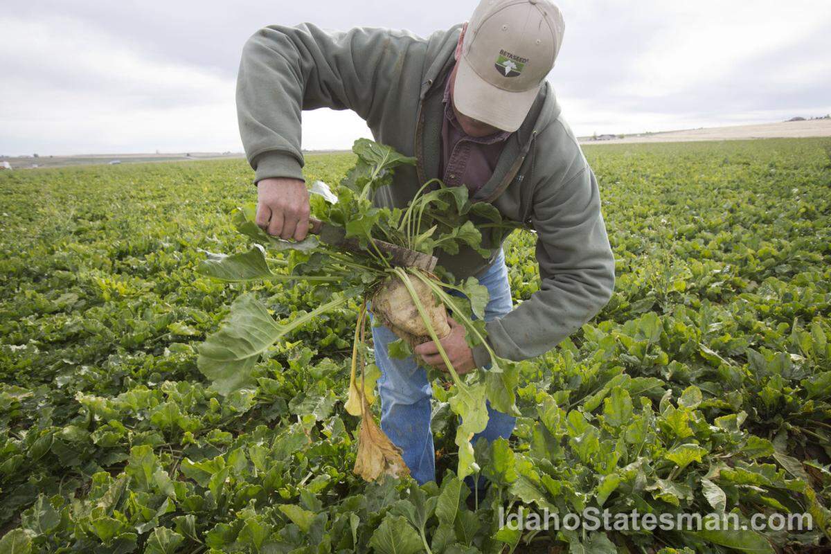 sugar beet, harvest, sugar processing, sugar