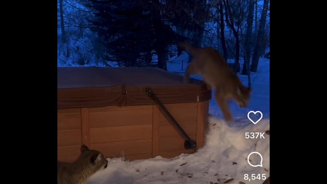 One of cats checked out the backyard hot tub, just steps from the sliding glass door.