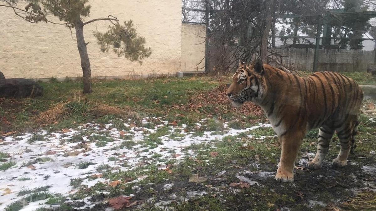 Katarina, a 14-year-old tiger at Zoo Boise, has been euthanized.