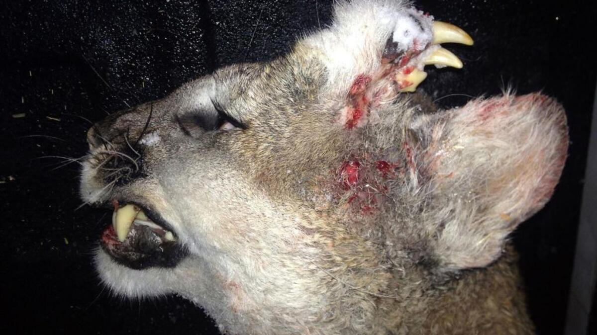 According to biologists, the hunter who bagged the cougar plans to take the carcass to a taxidermist. Idaho Fish and Game said it plans to reach out to the hunter to bring the lion in for an in-depth analysis.