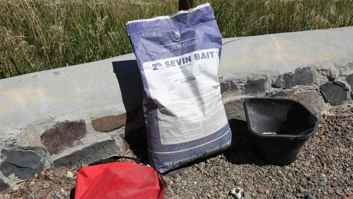 Sacks of poison bait are spread throughout cricket infested properties in Owyhee County. Crickets are cannibalistic and eat each other.